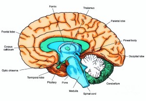 Hjernen, illustrasjon